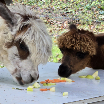 7bea31abb66ee28cab70b0dd278cacc5